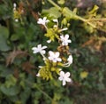 White flower known as plumbago zeylanica or Ceylon leadwort or doctorbush orÃÂ wild leadwort in forest.